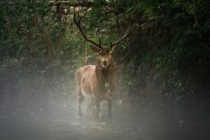 Um veado envolto na névoa do Parque Nacional de Abruzzo, na Itália. A imagem foi premiada no concurso de fotografia da natureza